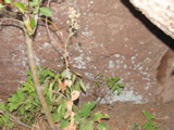IMG_6205.JPG
