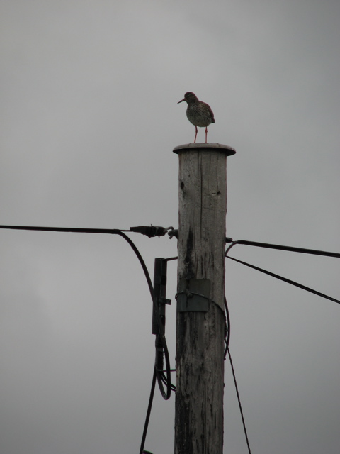 IMG_2376.JPG