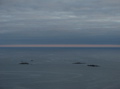 IMG_2710r