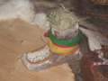 IMG_2880.JPG