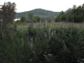 IMG_2940.JPG