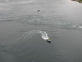 IMG_2306.JPG