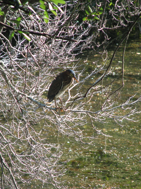 IMG_3922.JPG
