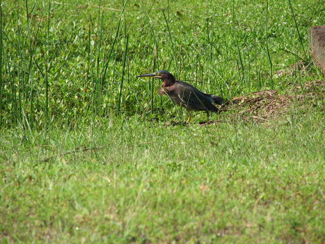 IMG_4001.JPG