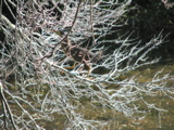 IMG_3923.JPG