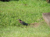 IMG_4002.JPG