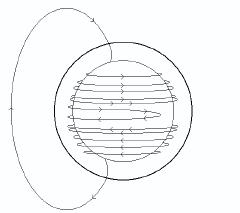 Deformation of a meridional line by the differential rotation